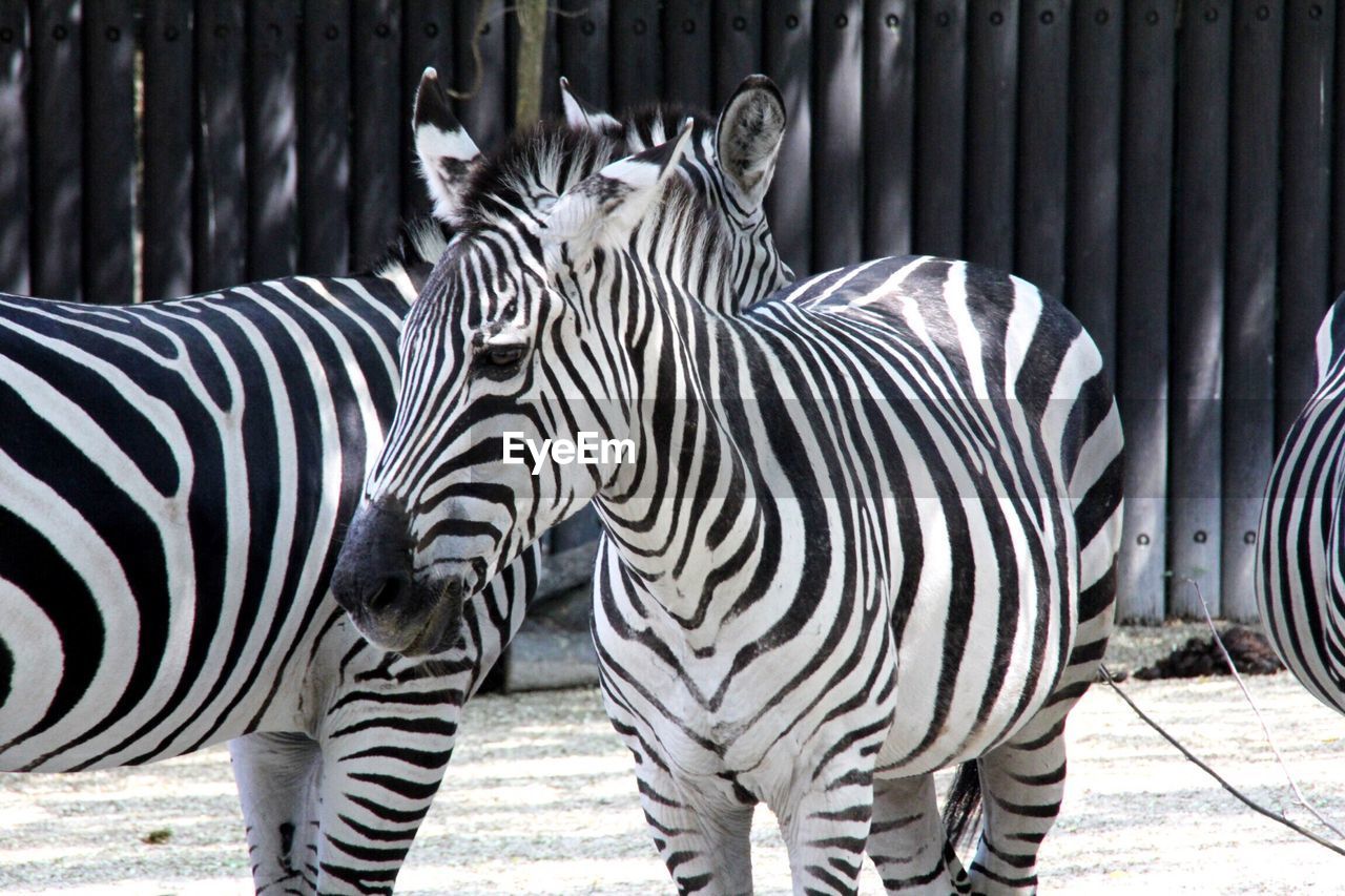 ZEBRA STANDING IN SUNLIGHT