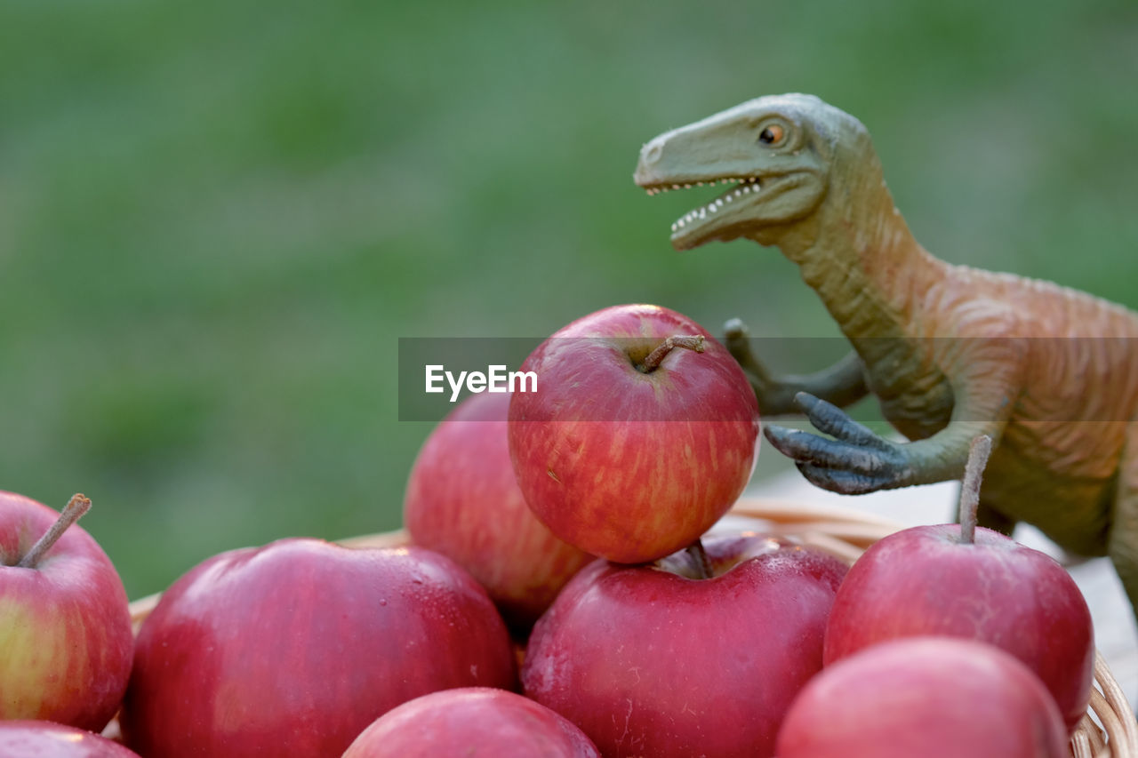 Close-up of dinosaur toy on apples