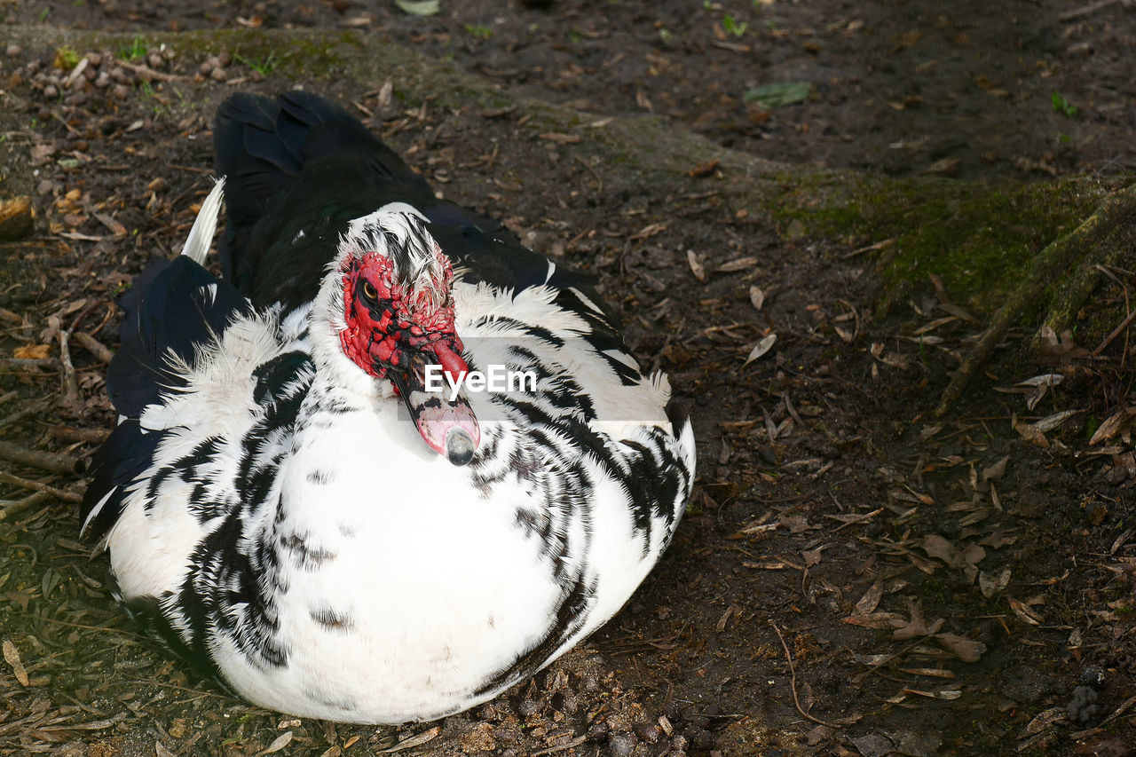 Beautiful and rare species of black and white muscovy duck with red head, cairina moschata.