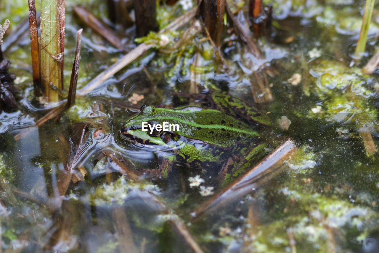 FROG IN WATER