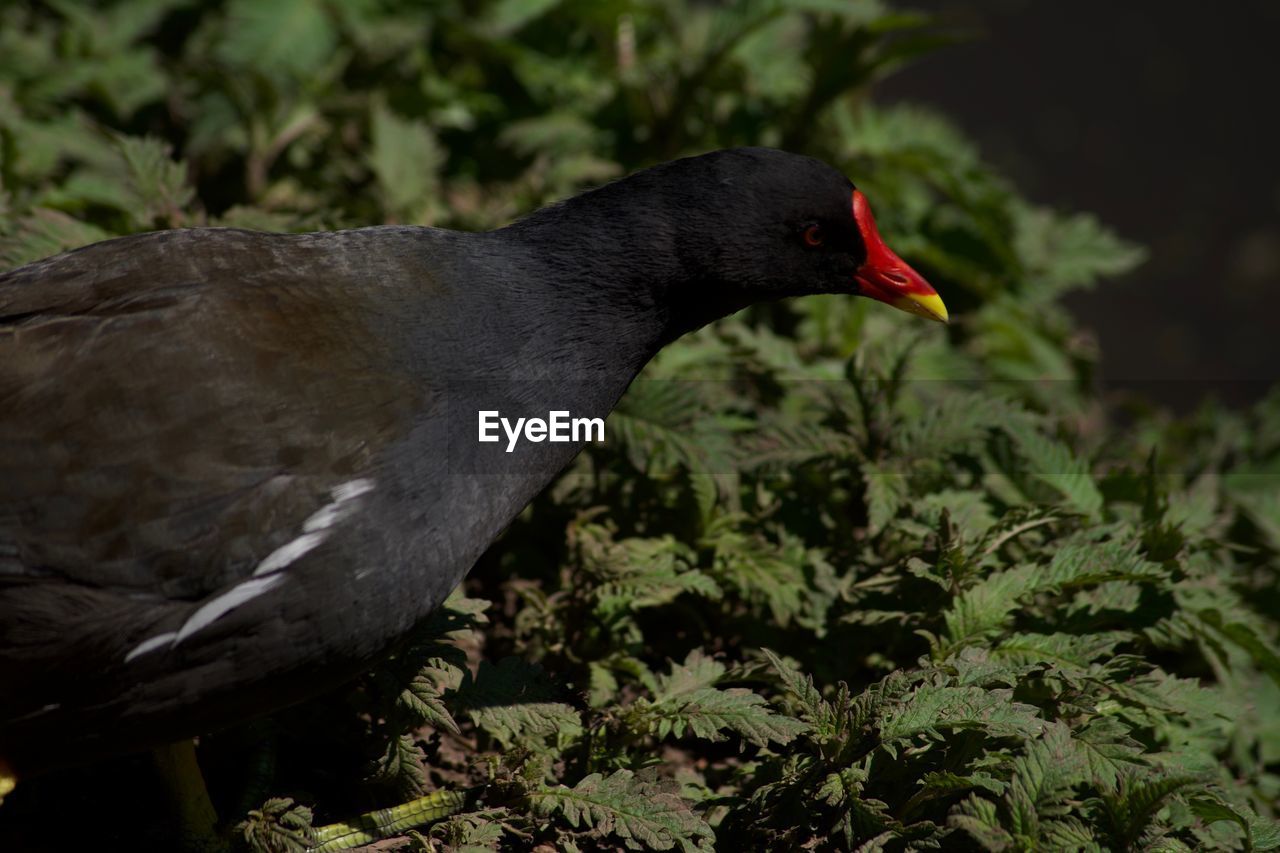 CLOSE-UP OF BIRD PERCHING ON A PLANT