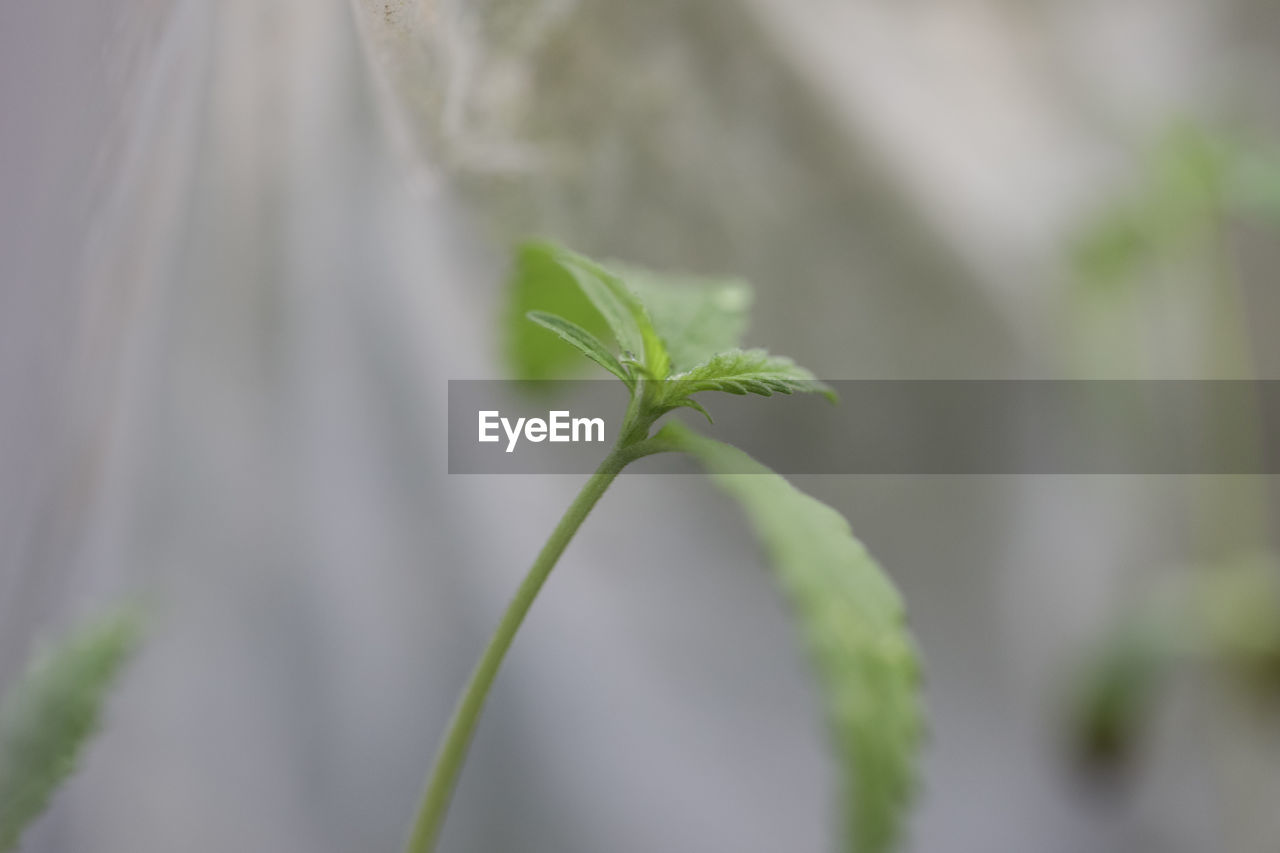 CLOSE-UP OF GREEN PLANT