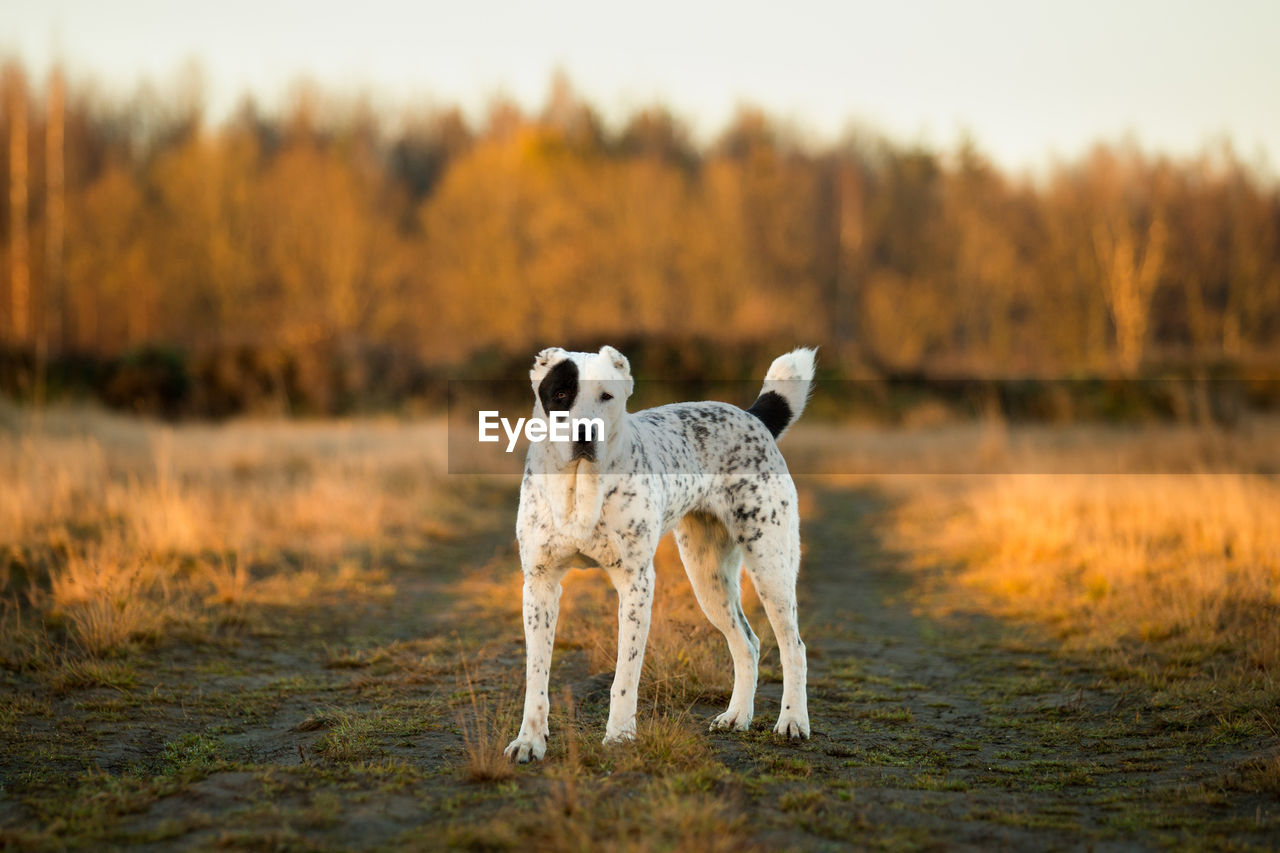 DOG STANDING ON A FIELD