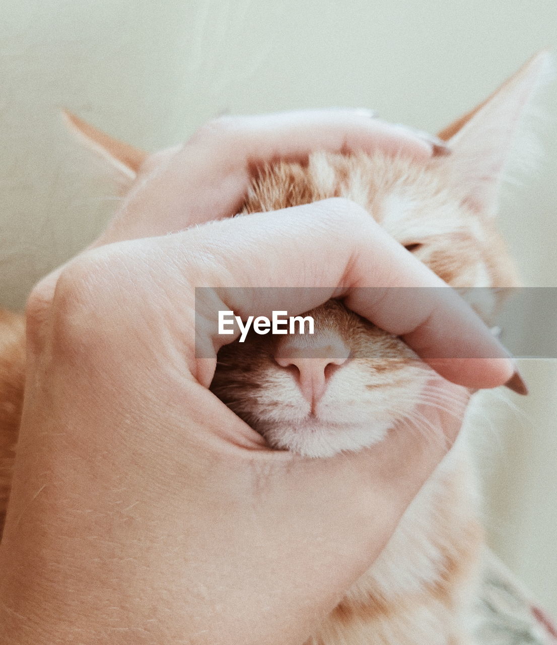 CLOSE-UP OF KITTEN WITH HAND ON BED