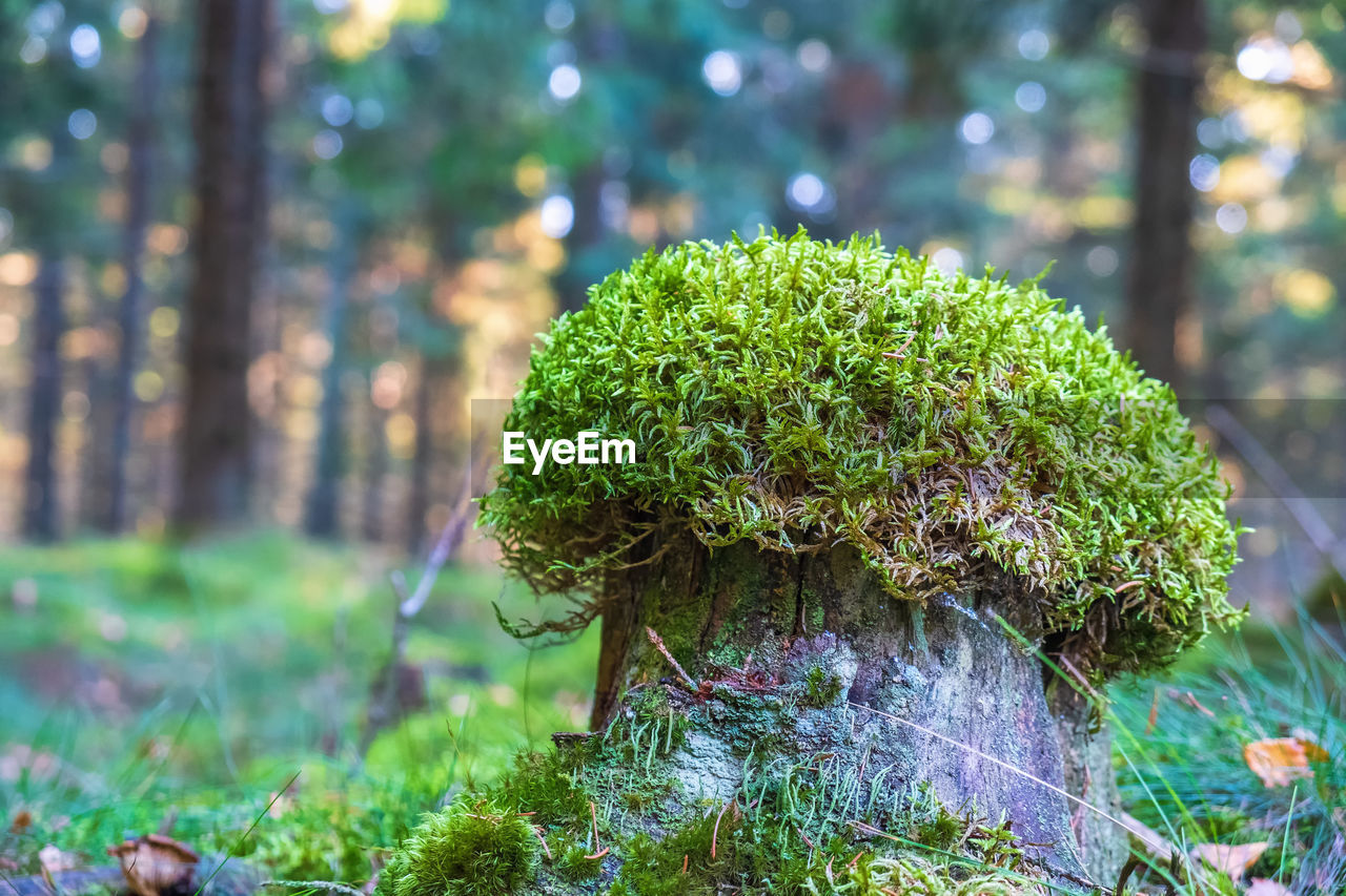 Old tree stump with moss on top in a forest