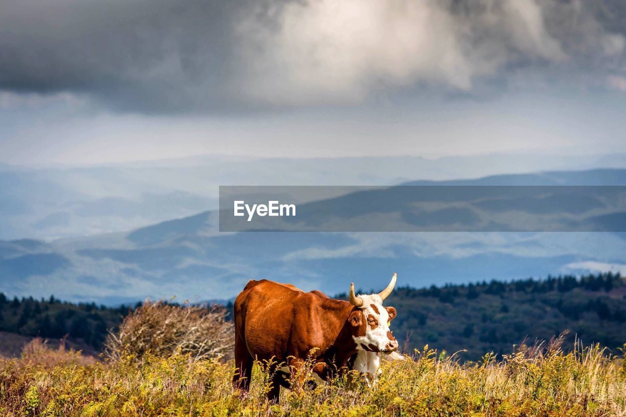 Cow standing on field against mountain