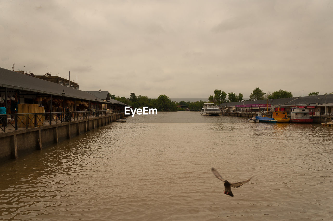 BIRDS FLYING OVER RIVER