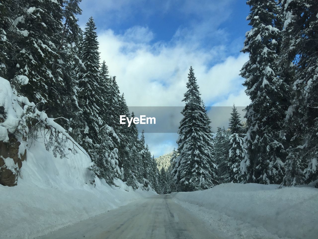 SNOW COVERED TREES AGAINST SKY