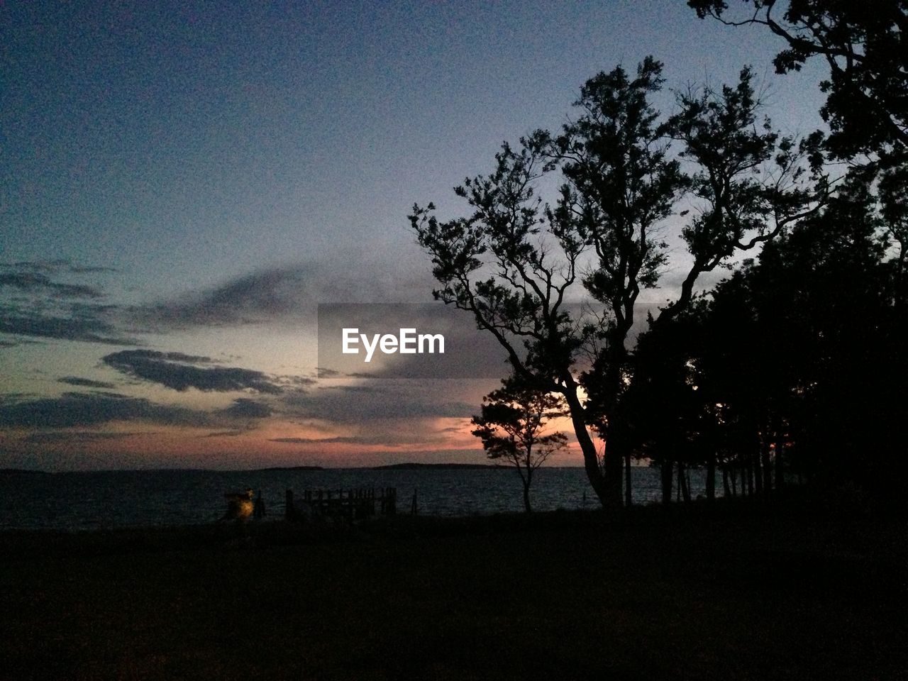 SILHOUETTE TREES AT SUNSET