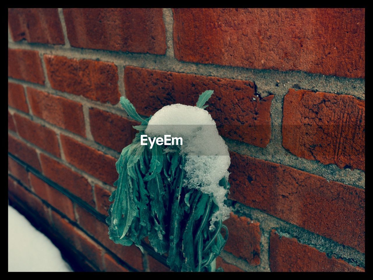 Frost on dead plant next to brick wall