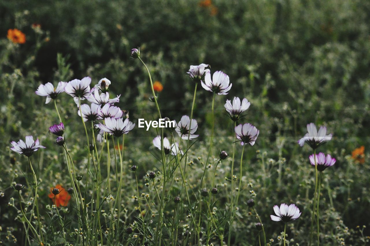 Close-up of white flowering plants on field