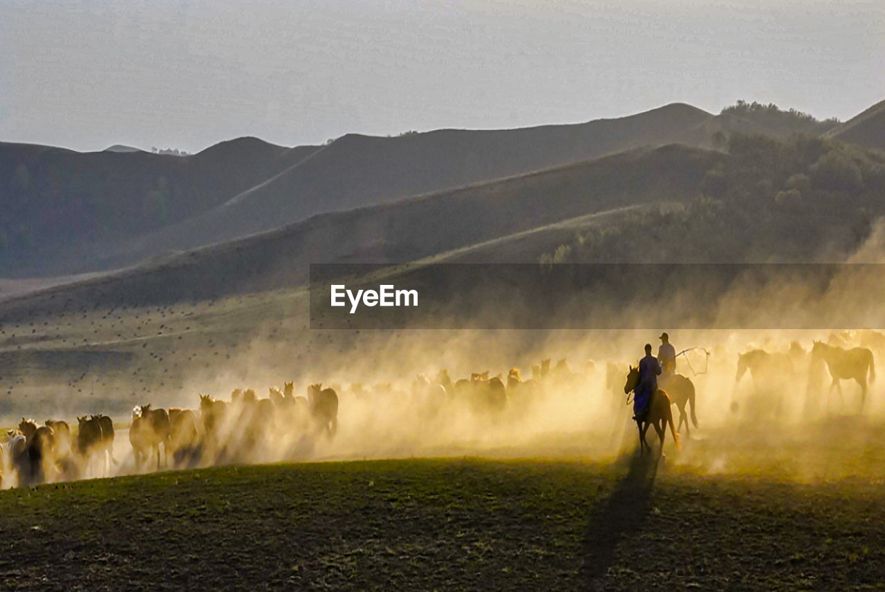 Horses on landscape against sky during sunset