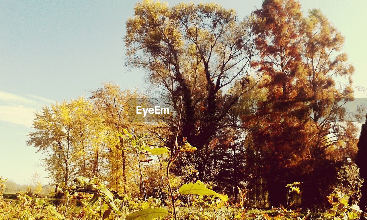 TREES ON FIELD