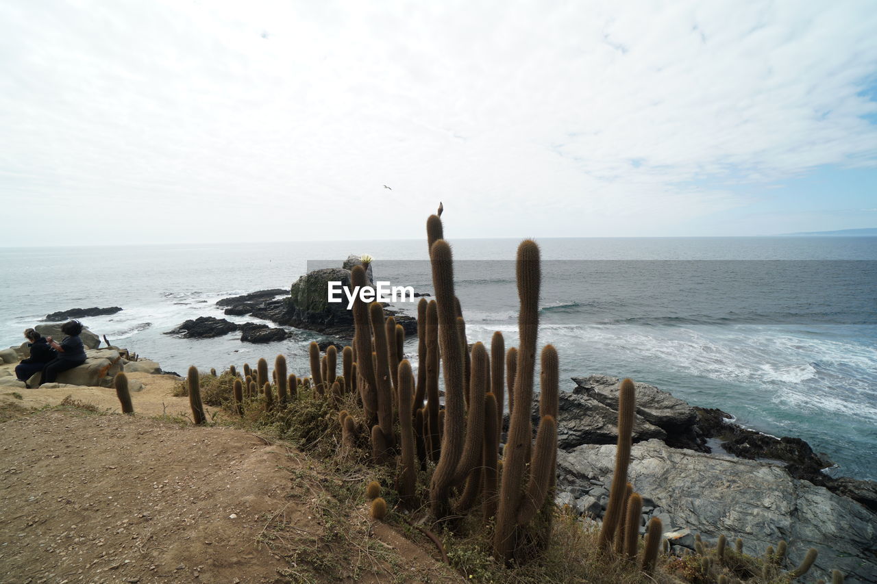 PANORAMIC VIEW OF WOODEN POST ON BEACH AGAINST SKY