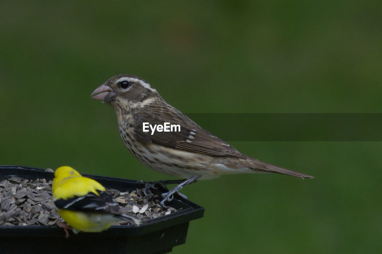 bird, animal themes, animal, animal wildlife, wildlife, beak, one animal, perching, nature, focus on foreground, no people, close-up, day, sparrow, songbird, house sparrow, outdoors, full length, eating, side view