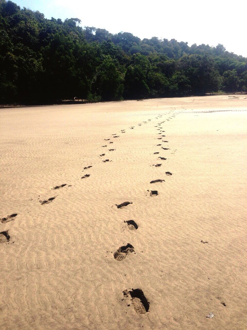 FOOTPRINTS ON TREES