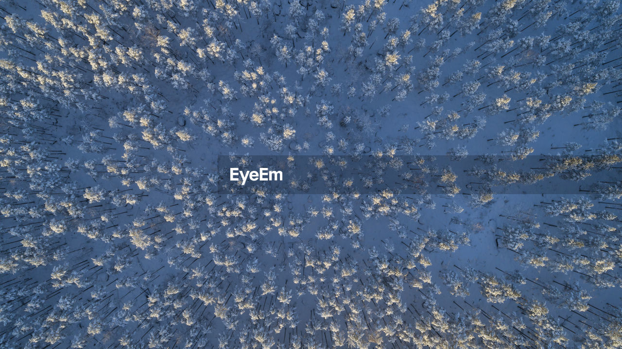 Aerial view, drone, of swedish forest covered snow in the winter. trees from above.