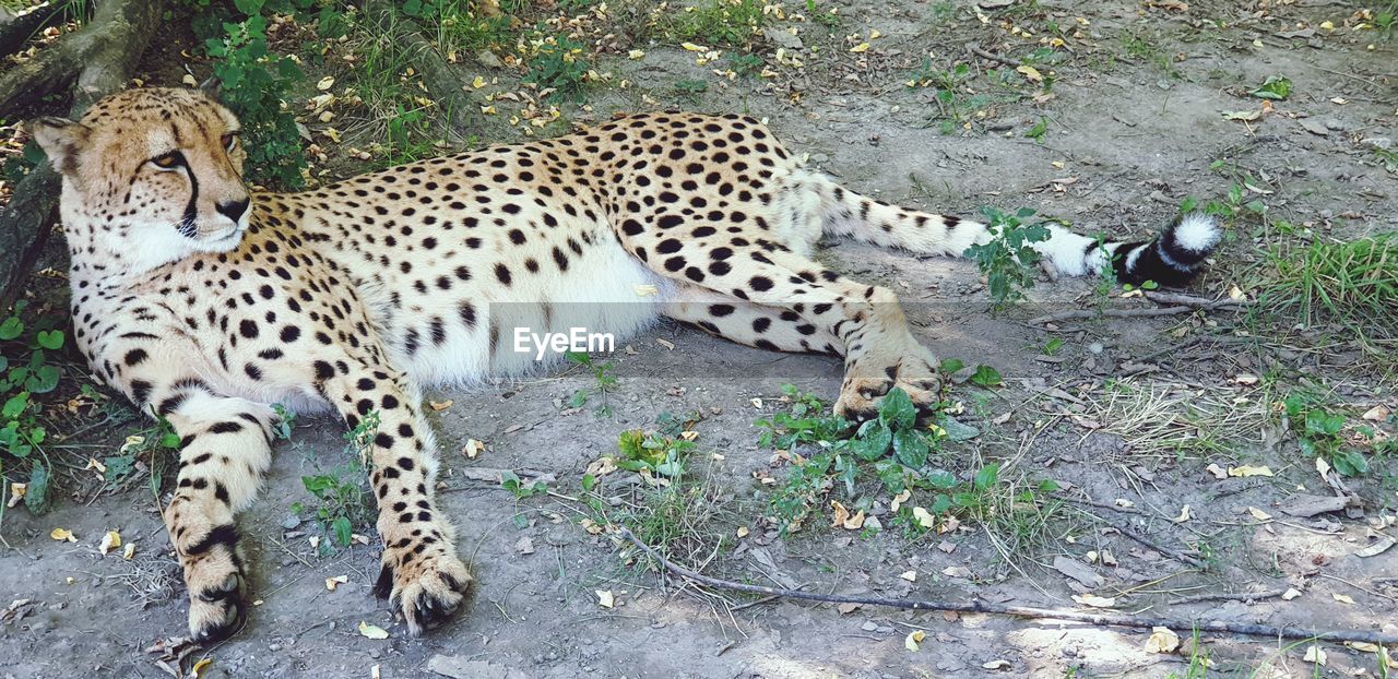 High angle view of a cat on field