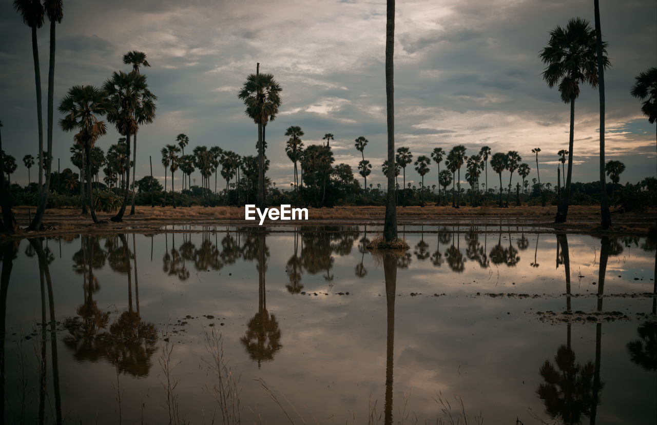 reflection, water, sky, cloud, palm tree, tree, morning, tropical climate, nature, dusk, plant, tranquility, beauty in nature, lake, scenics - nature, tranquil scene, no people, outdoors, environment, sunlight, silhouette, coconut palm tree, reflection lake, travel destinations, standing water, landscape, sunrise