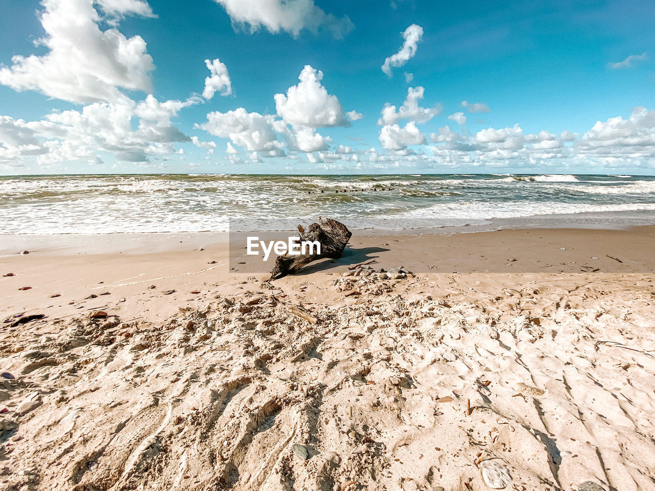 DRIFTWOOD ON BEACH