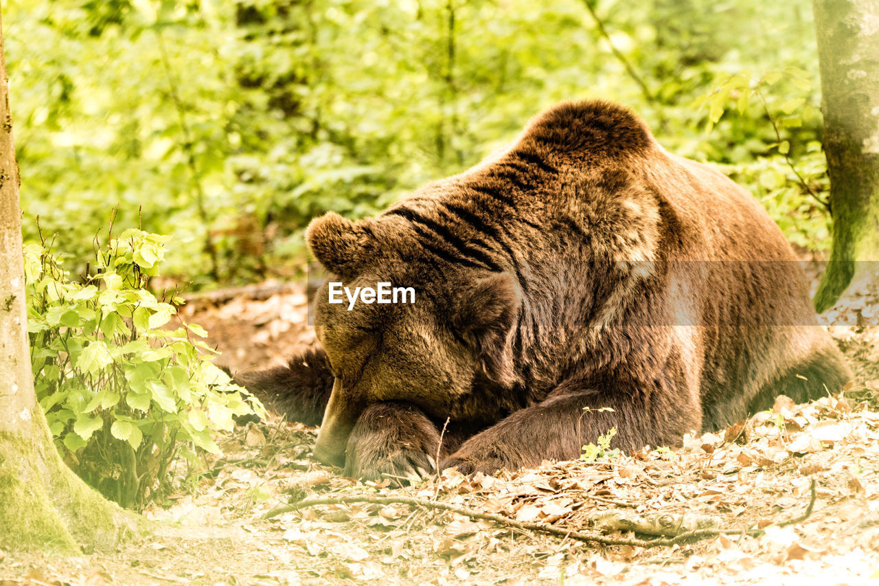 PORTRAIT OF A RELAXED ANIMAL