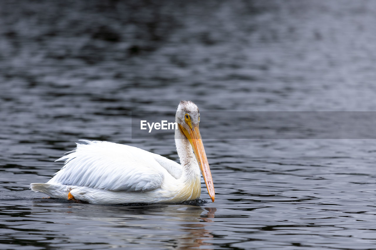Pelican swimming in lake