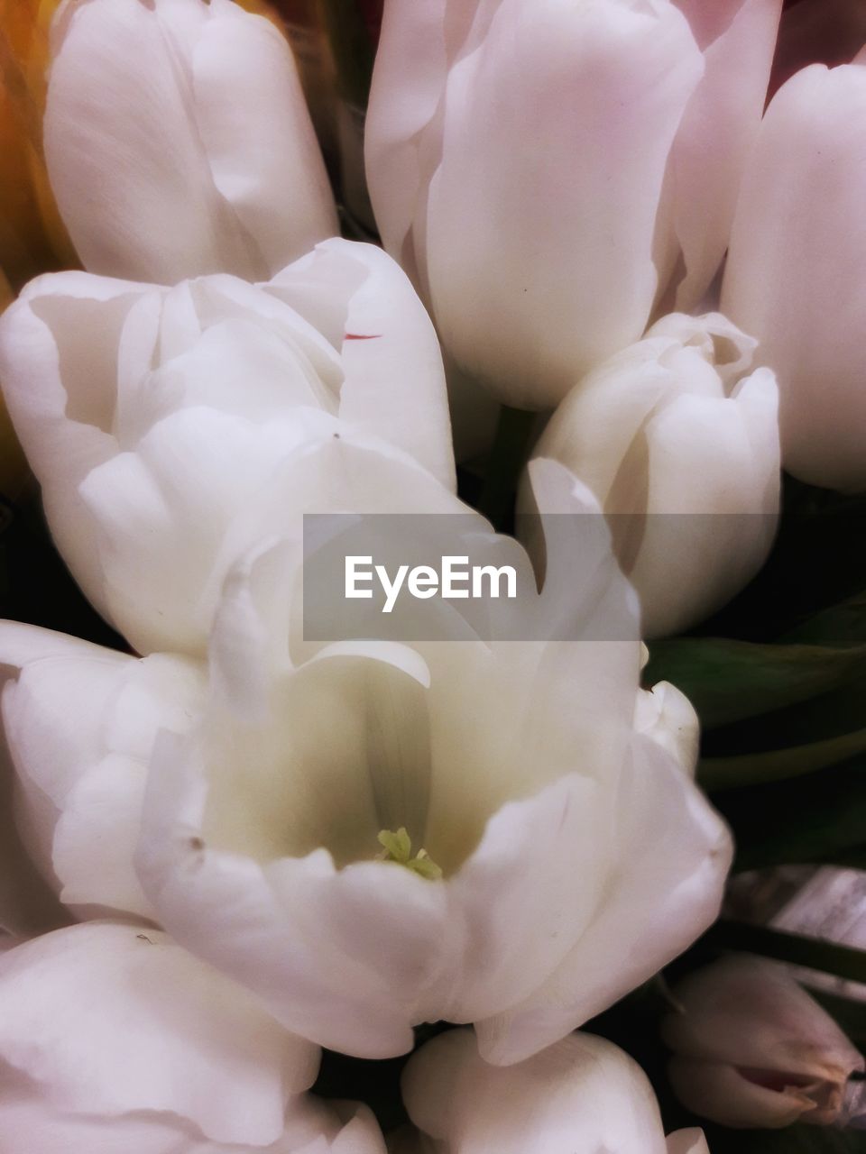 CLOSE-UP OF WHITE FLOWER