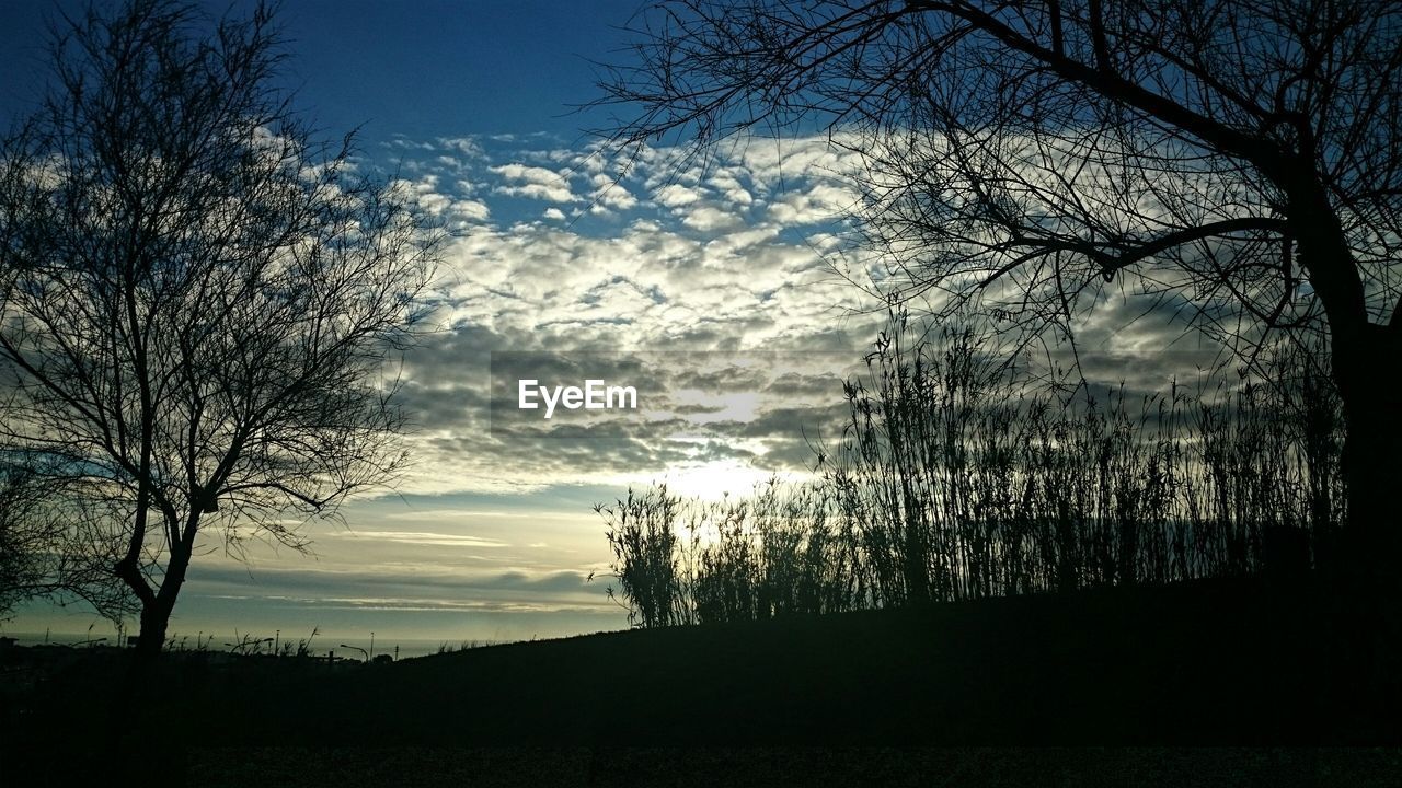 SILHOUETTE OF BARE TREES AT SUNSET