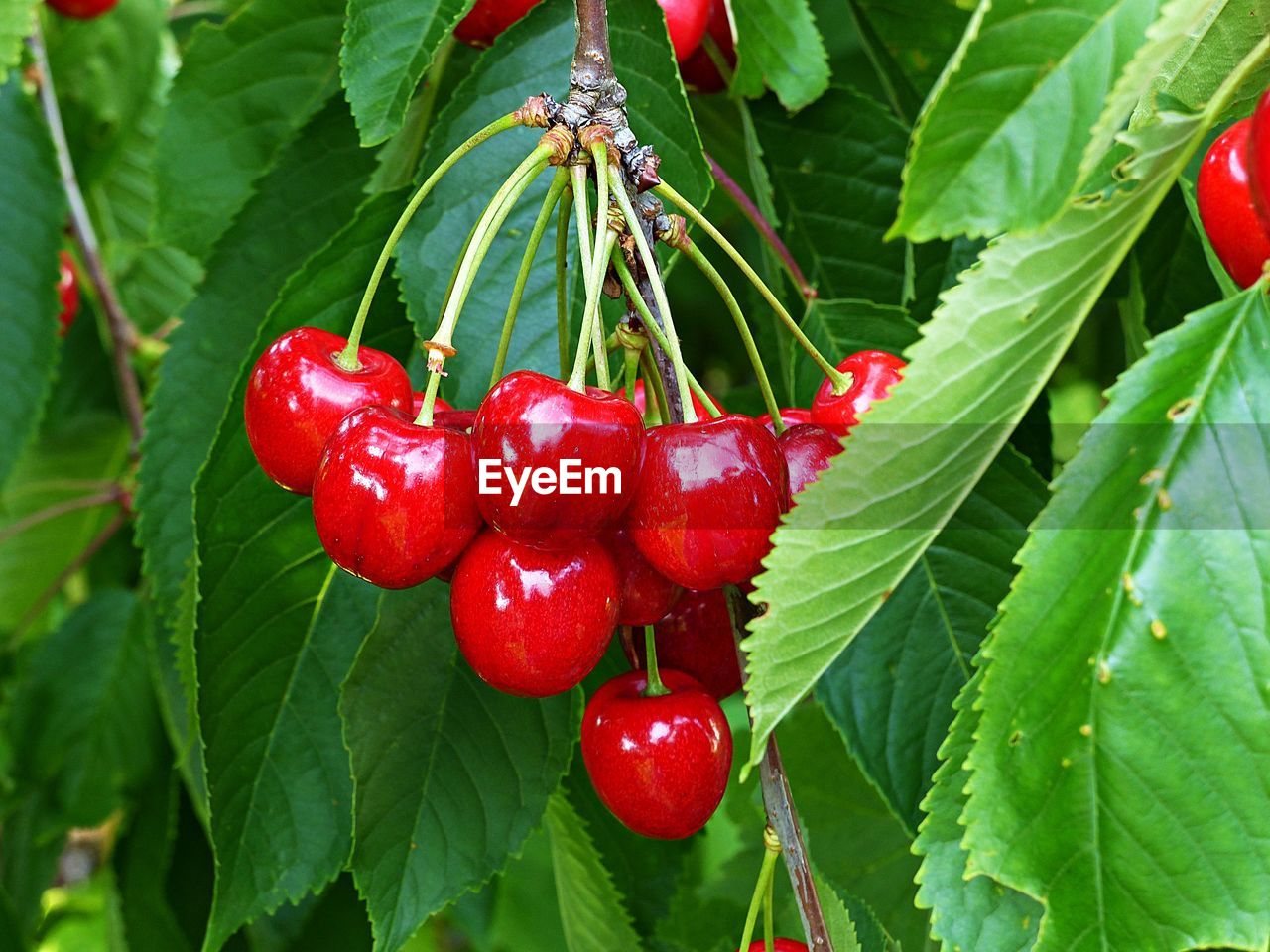 Cherries in season