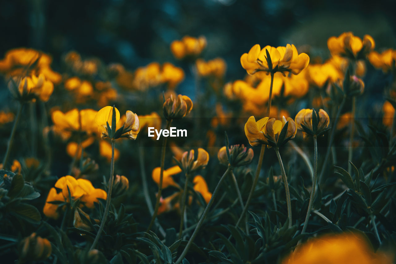 Close-up of yellow flowering plants on field