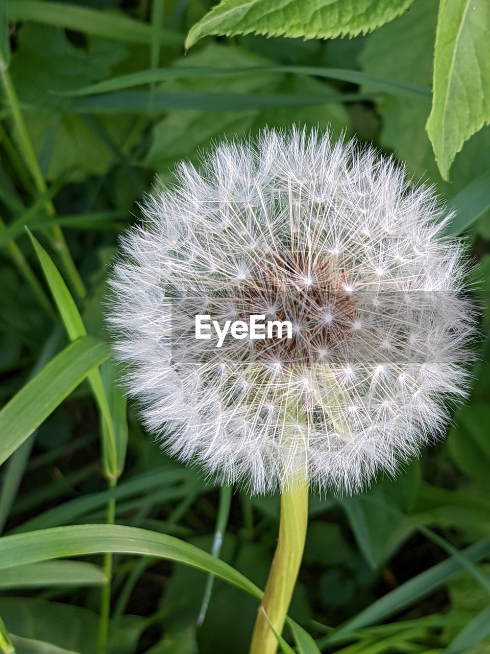 plant, flower, flowering plant, freshness, beauty in nature, close-up, fragility, nature, dandelion, growth, flower head, inflorescence, no people, focus on foreground, leaf, white, wildflower, plant part, green, outdoors, springtime, grass, plant stem, blossom, botany, environment, thistle, seed, day