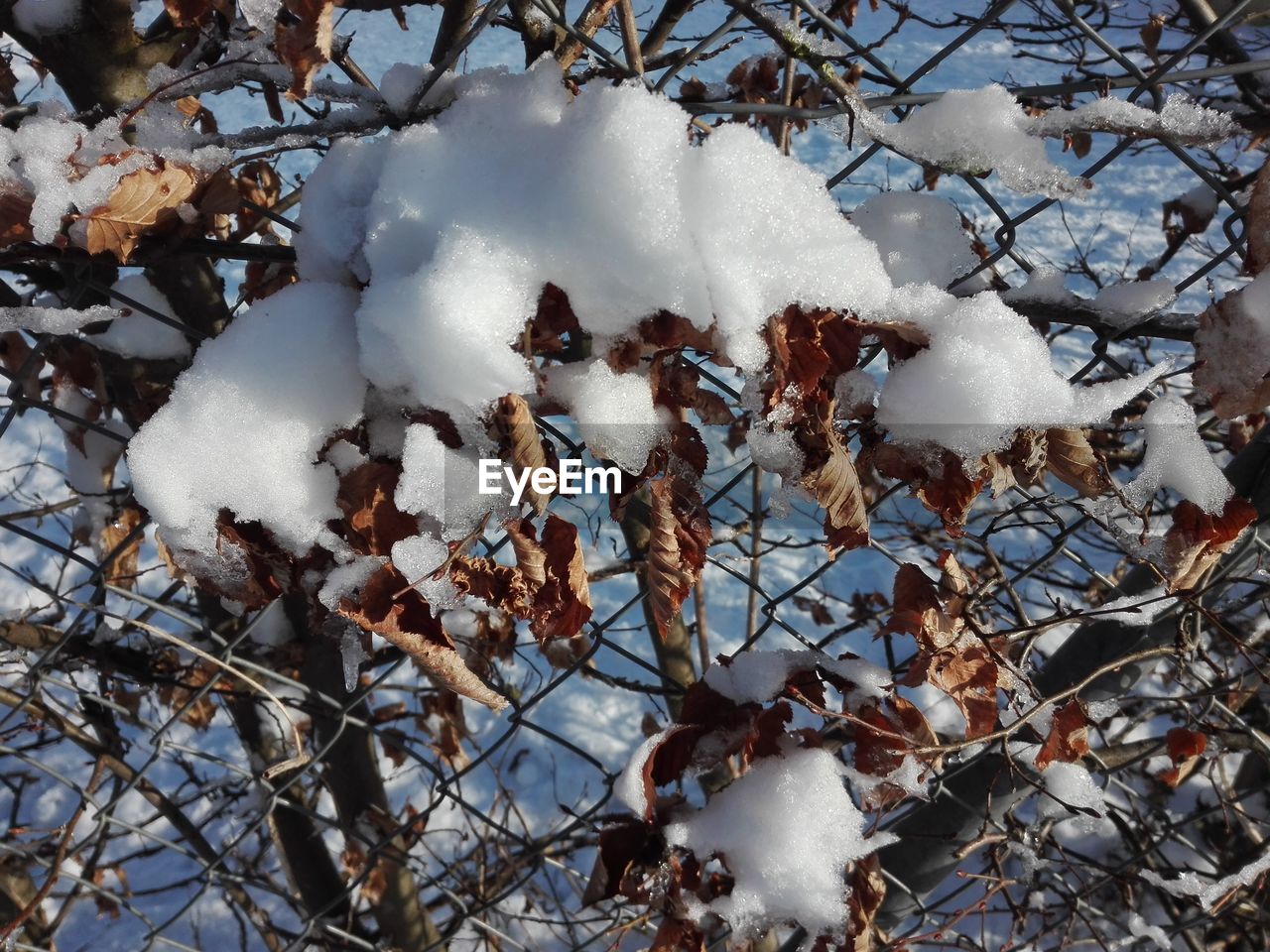 CLOSE-UP OF SNOW COVERED TREE ON FIELD