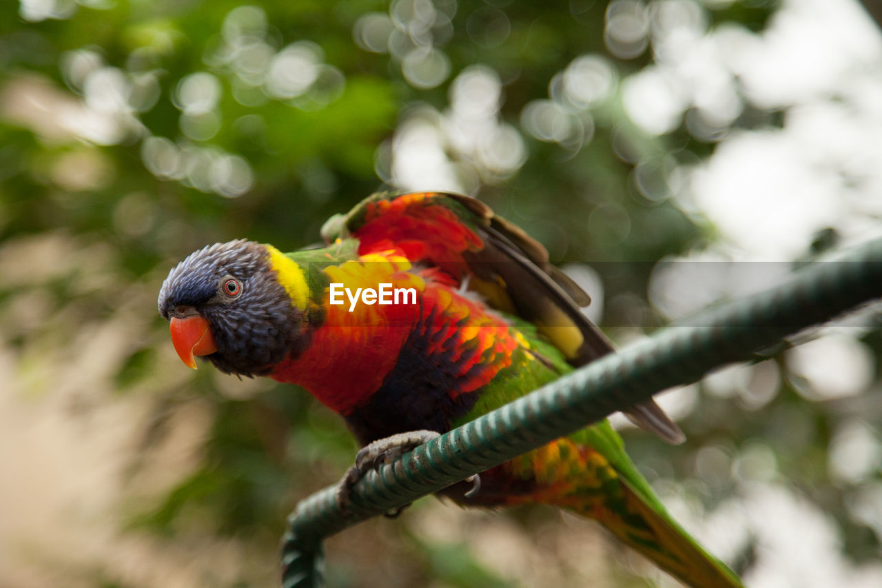 CLOSE-UP OF PARROT