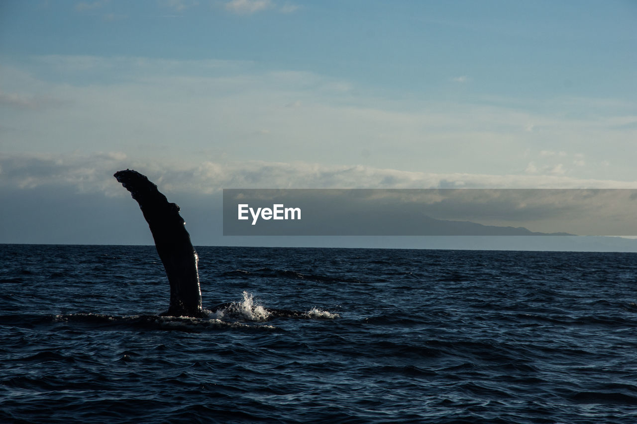 Humpback whale cavorting near islas marietas near bucerias bay, punta mita, mexico