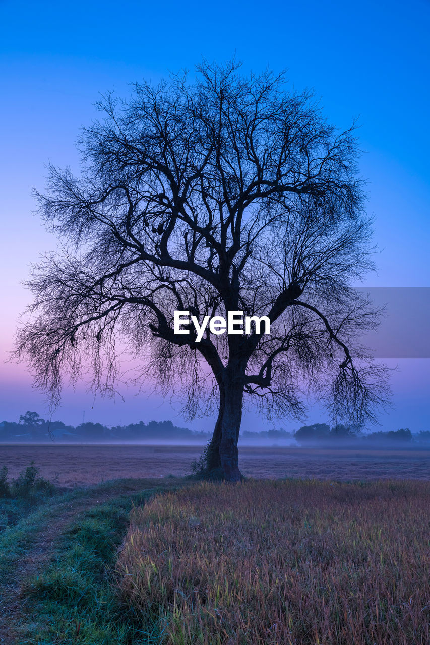 TREE ON FIELD AGAINST BLUE SKY