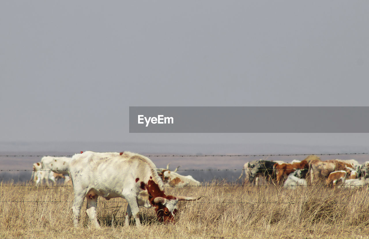 HORSES IN A FARM