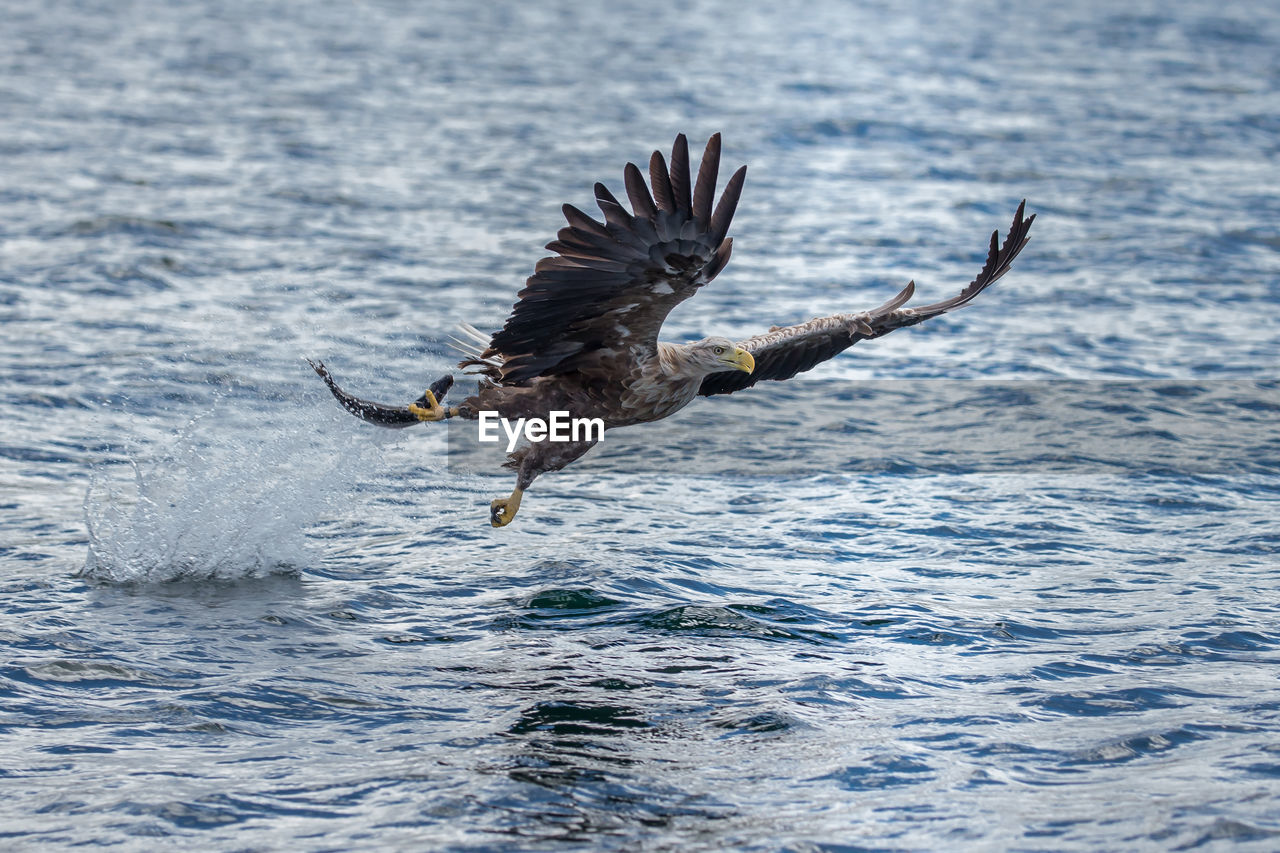 A white-tailed eagle fishing