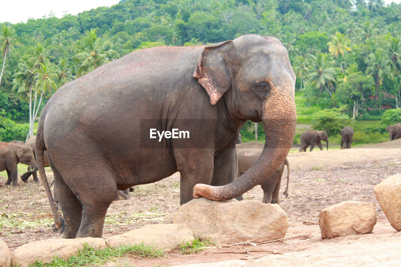 Asian elephant in pinnawala elephant orphanage 