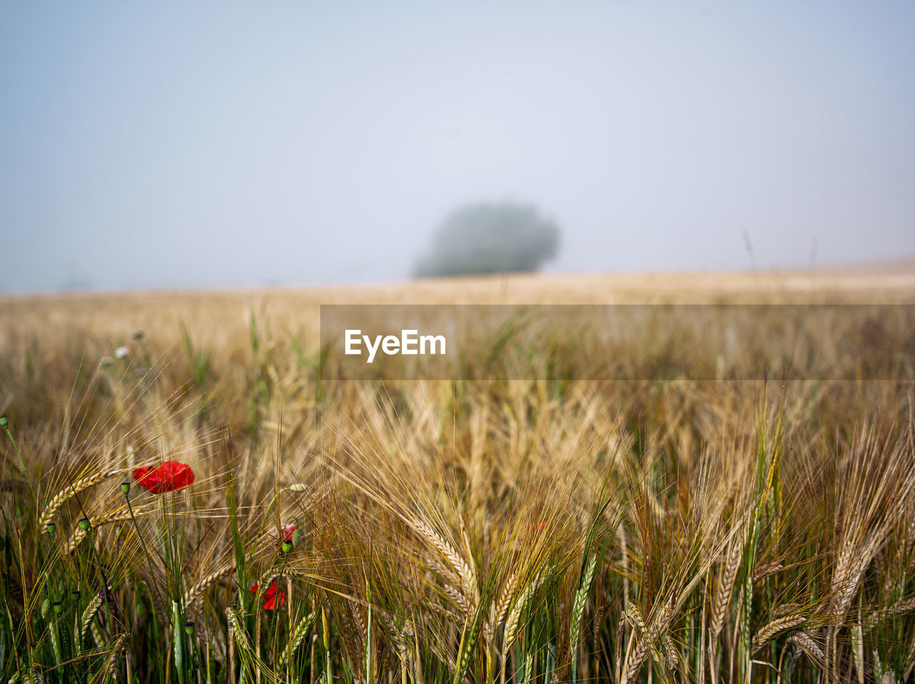 Scenic view of wheat field against sky