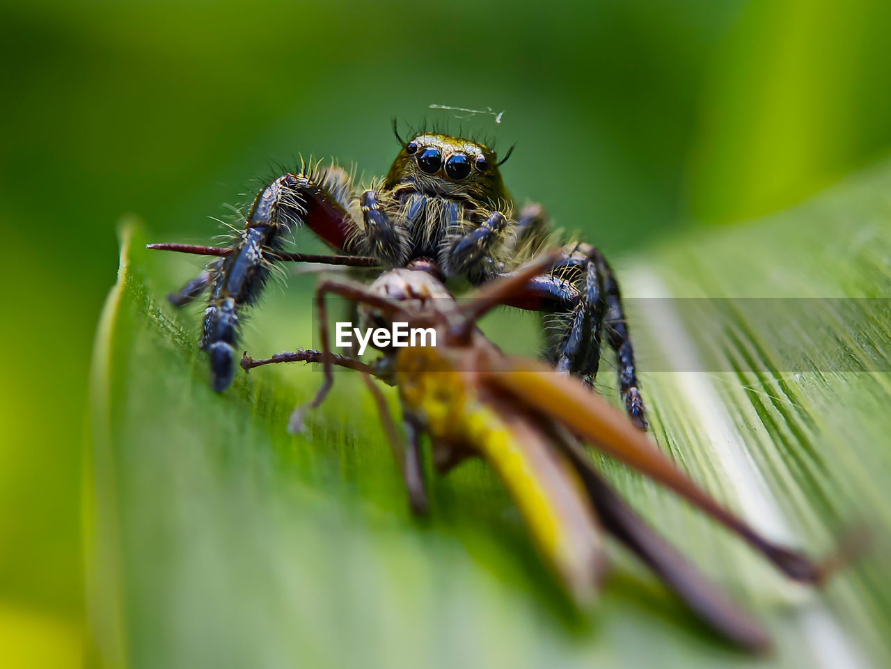 Close-up of insect on leaf