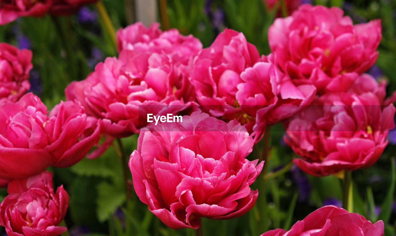 flower, flowering plant, plant, freshness, beauty in nature, pink, petal, close-up, fragility, nature, inflorescence, flower head, no people, growth, focus on foreground, springtime, tulip, day, blossom, outdoors, vibrant color, magenta, garden, plant part, leaf, flowerbed