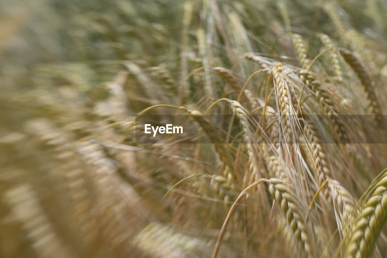 CLOSE-UP OF WHEAT CROP