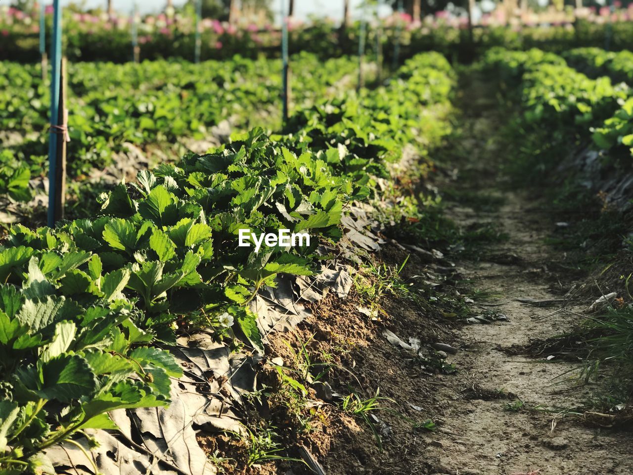 PLANTS GROWING IN FIELD