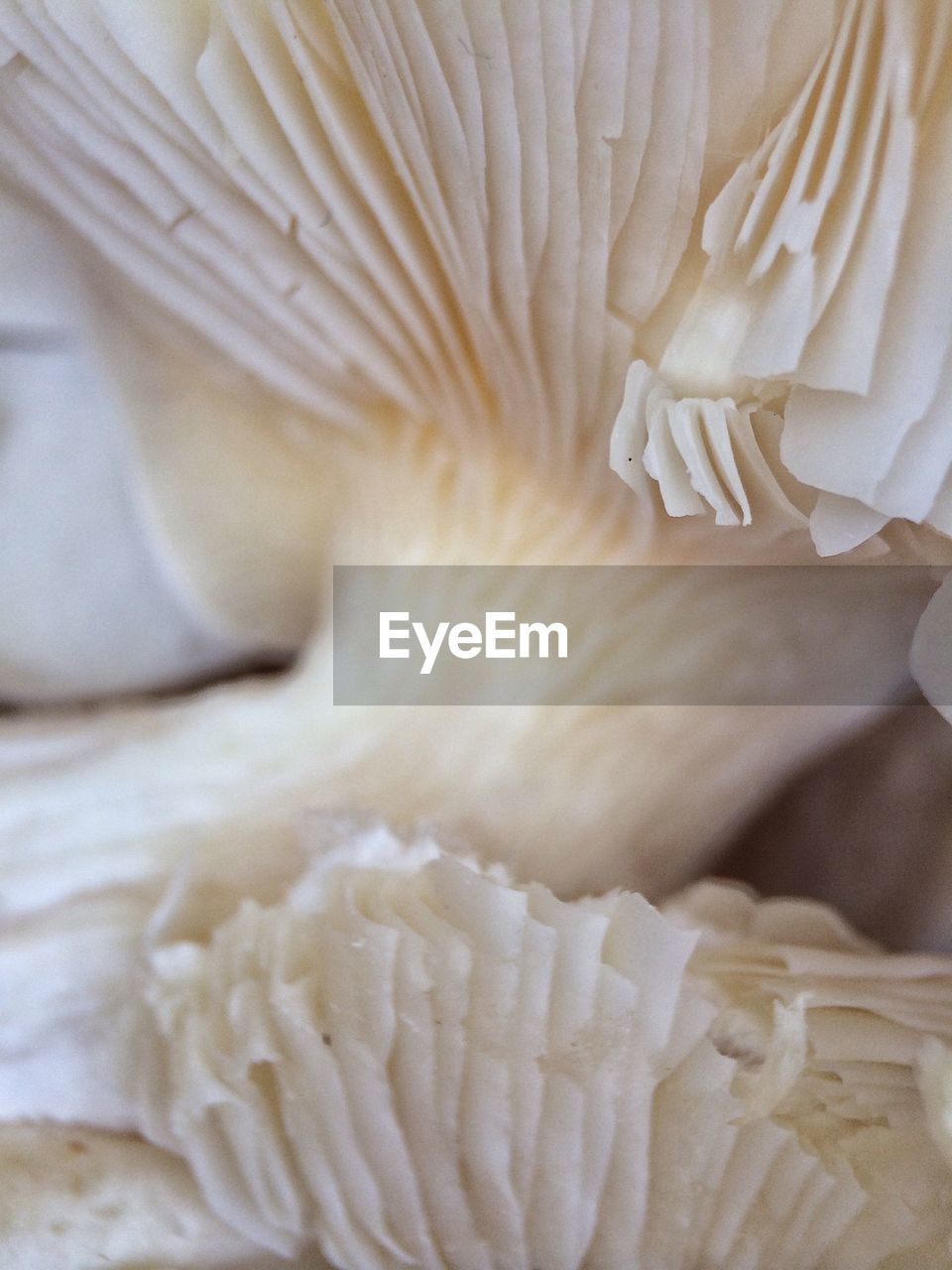 Close-up of edible mushrooms