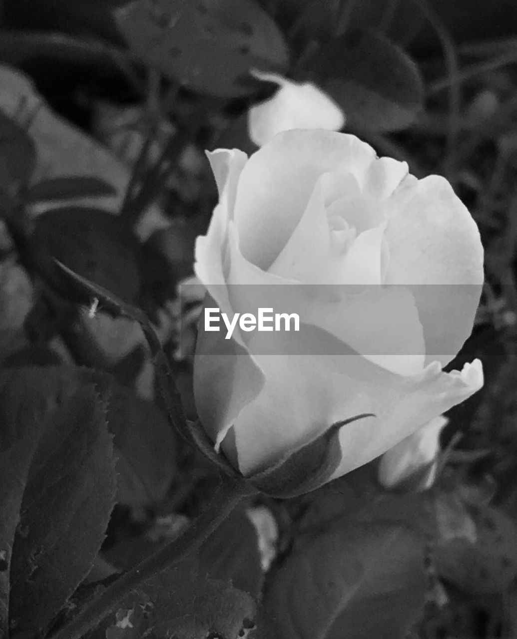 CLOSE-UP OF WHITE ROSE BLOOMING OUTDOORS