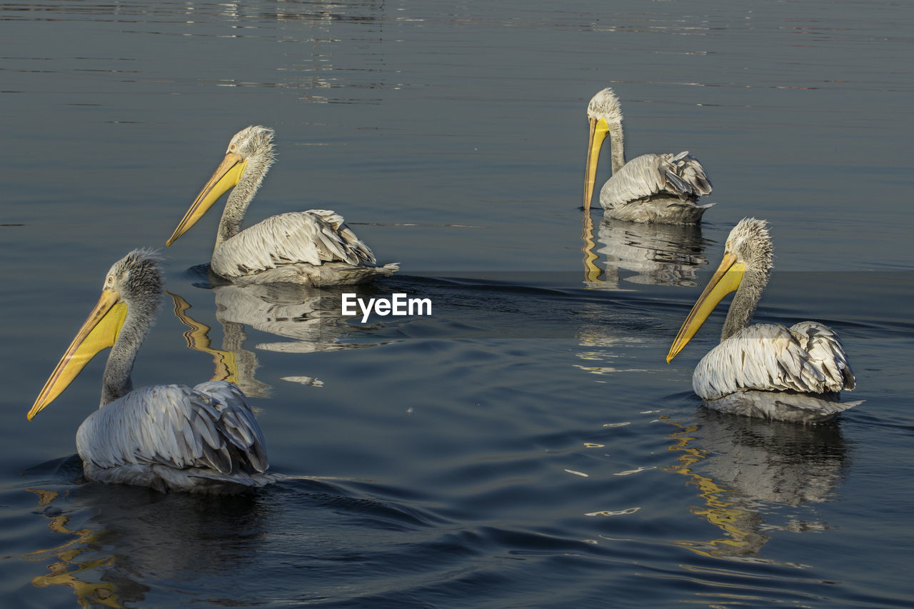 Pelicans swimming in lake