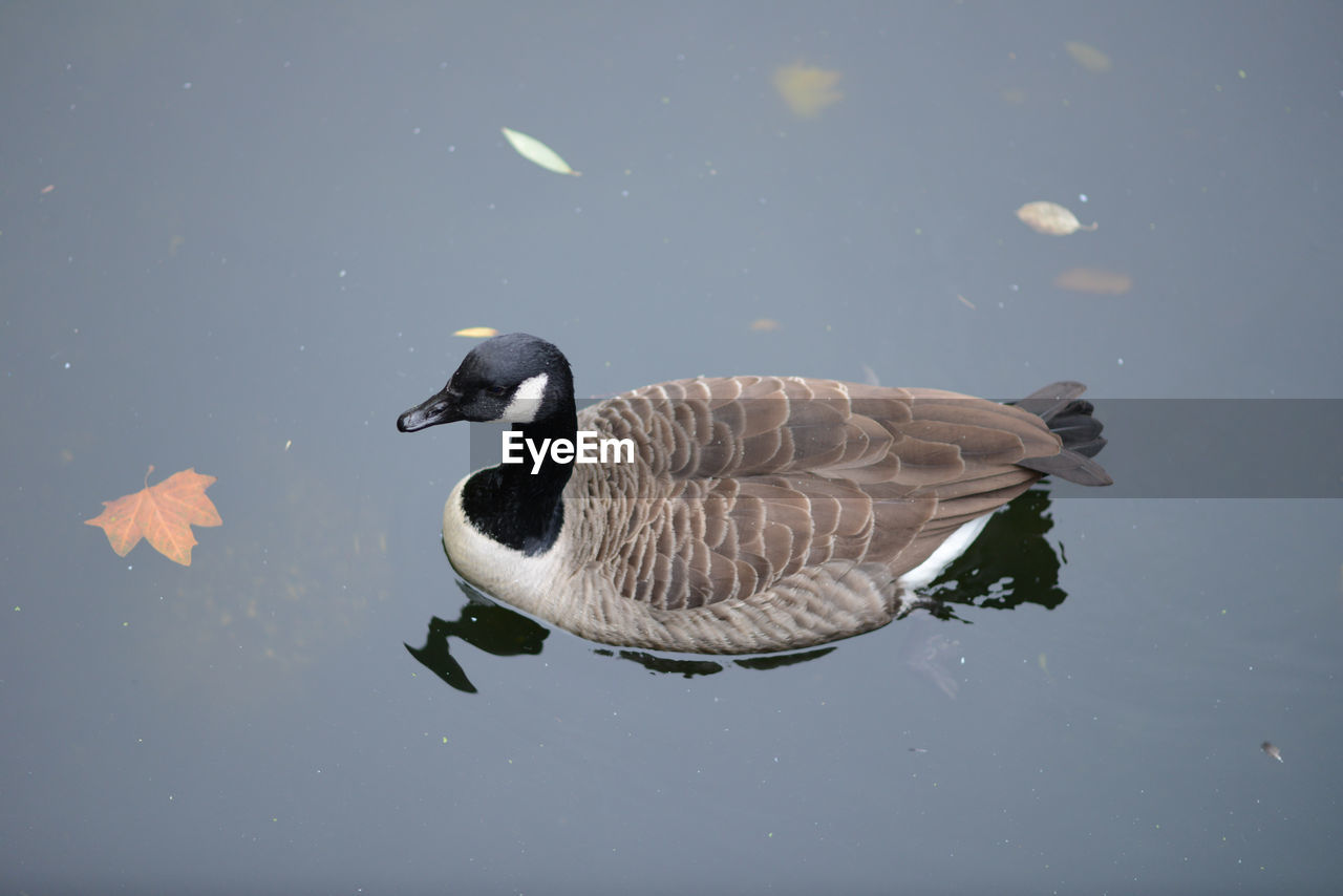 HIGH ANGLE VIEW OF DUCK FLOATING ON LAKE