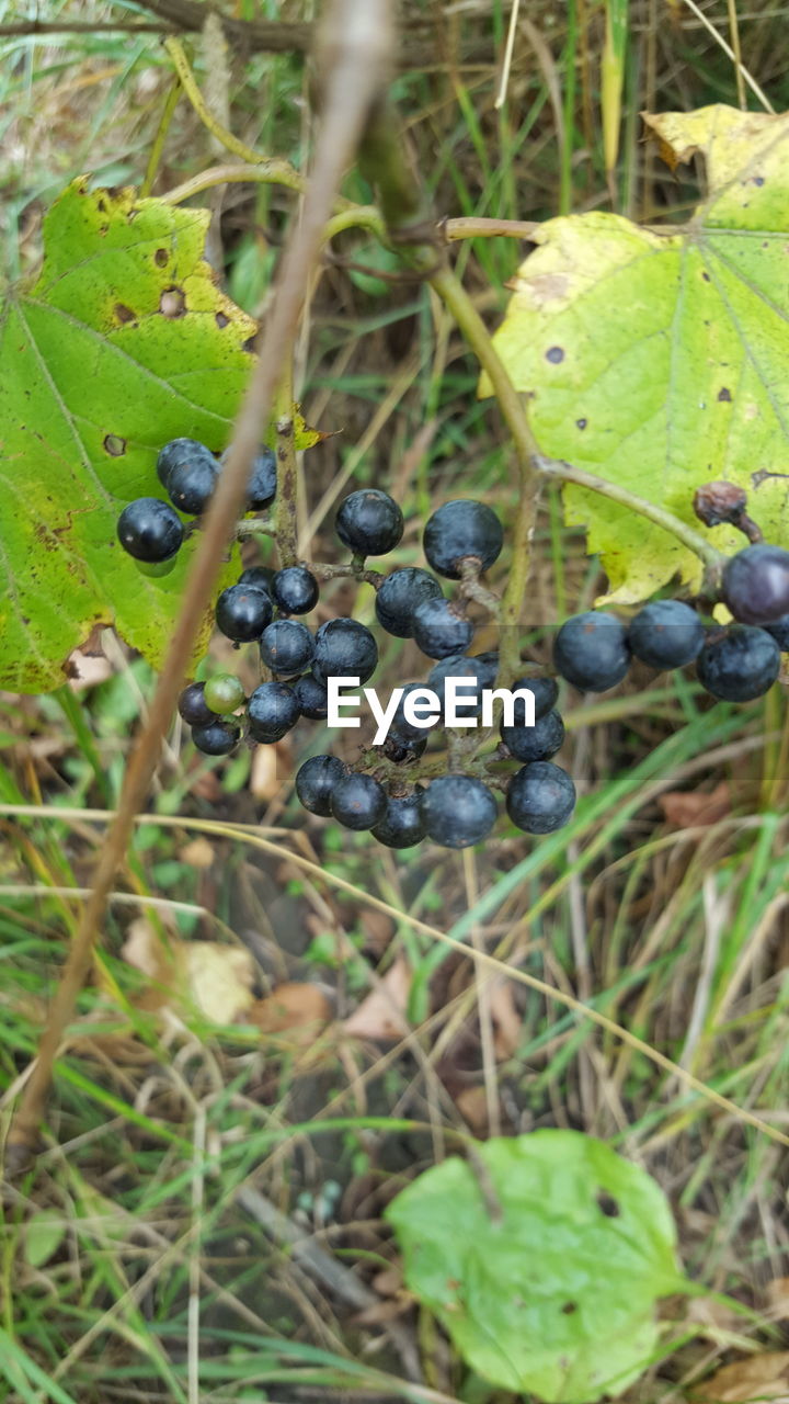 CLOSE-UP OF FRUITS ON PLANT