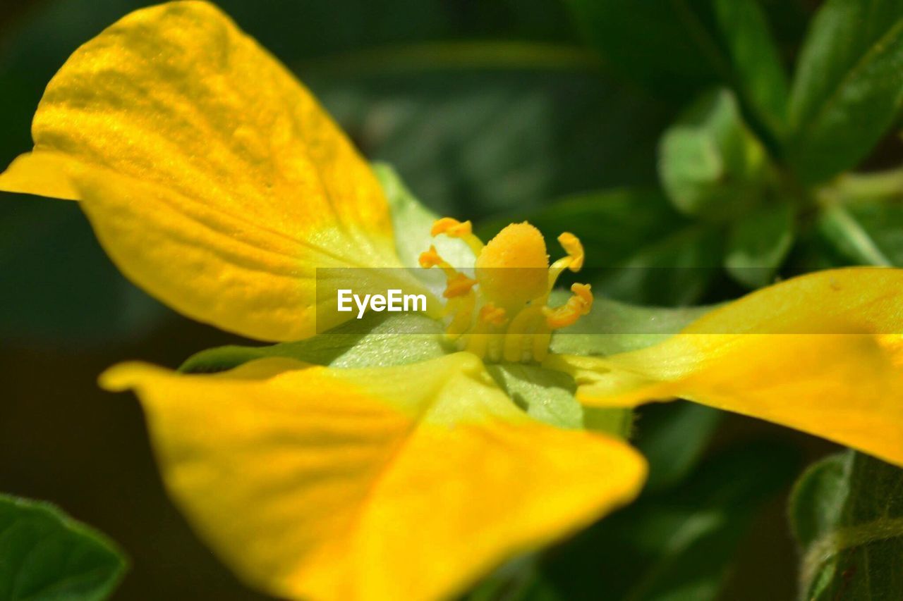 CLOSE-UP OF YELLOW FLOWERS BLOOMING