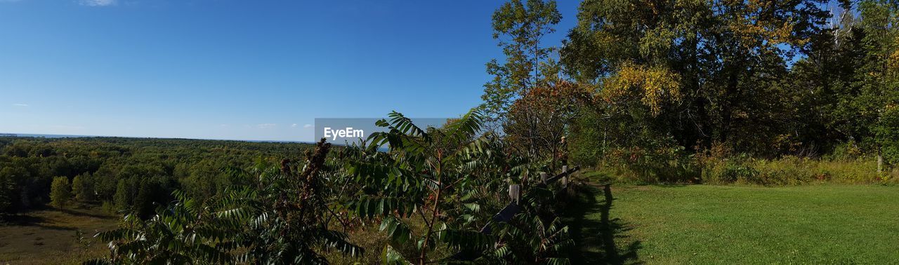 Trees growing on field against clear blue sky